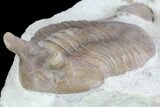 Asaphus Punctatus Trilobite - Russia #89062-1